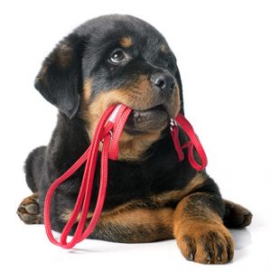 portrait of a purebred puppy rottweiler with leash in front of white background